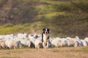 border-collie-herd-sheep-260nw-610347542